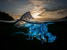 jellyfish